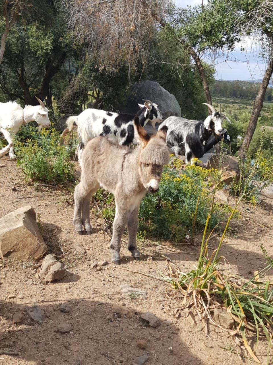 Hotel Baia Cea Bari Sardo Bagian luar foto